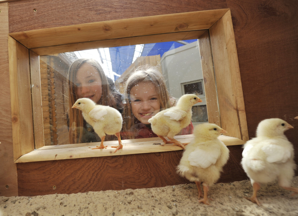 Easter chicks at Birdland
