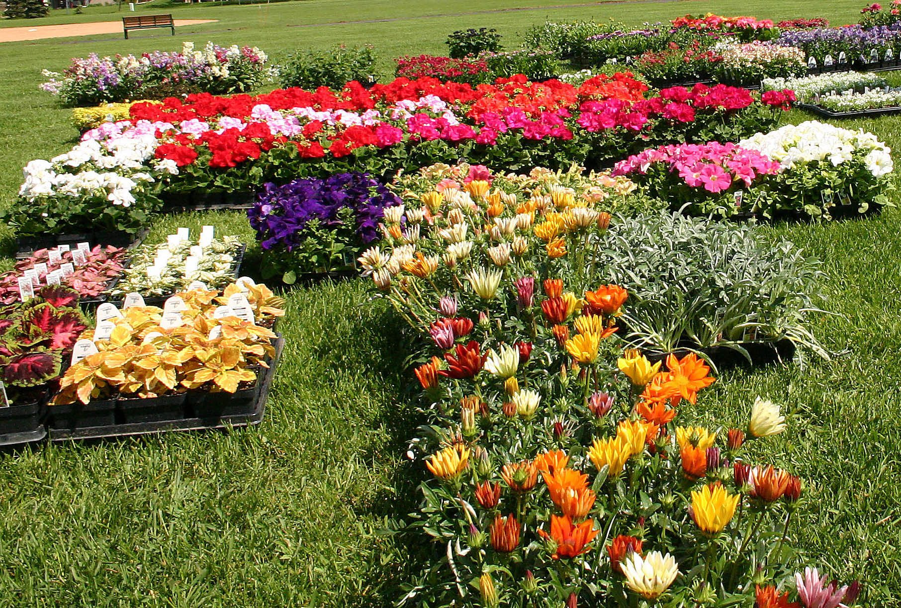 2762_Flowers_For_Sale_edited